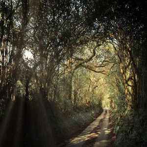 Image by jplenio titled ’path, avenue, forest’. Source: Pixabay Image by jplenio titled ’path, avenue, forest’. Source: Pixabay