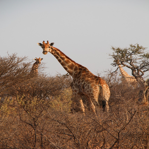 Image by Daniele_K titled ’giraffes, herd, safari’. Source: Pixabay