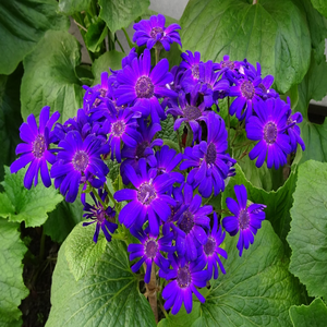 Image by sarangib titled ’flower, seasonal, flora’. Source: Pixabay