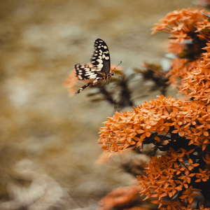 Image by Photochief_ titled ’africa, ghana, butterfly’. Source: Pixabay