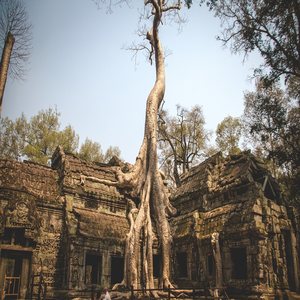 Image by anniiikaa titled ’cambodia, temple, tree’. Source: Pixabay