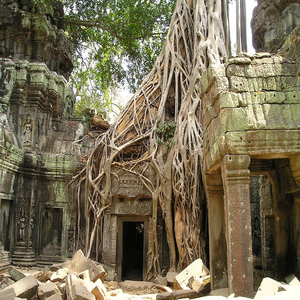 Image by Simon titled ’angkor wat, root, nature’. Source: Pixabay