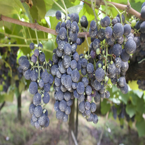 Image by buenasdicas titled ’grapes, vineyard, winery’. Source: Pixabay