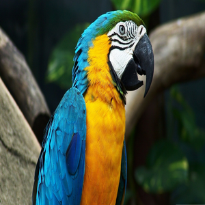 Image by christian-mts0 titled ’parrot, arara, brazil’. Source: Pixabay