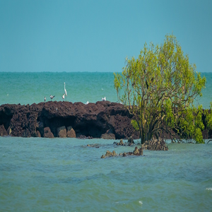 Image by Patjosse titled ’australia, beach, sea’. Source: Pixabay
