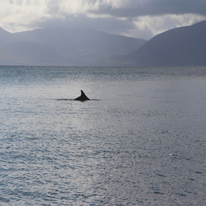 Image by Persblik titled ’dolphin, fungie, dingle’. Source: Pixabay