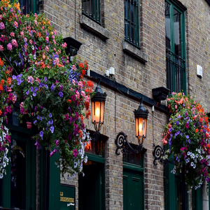 Image by ugglemamma titled ’pub, dublin, nature’. Source: Pixabay