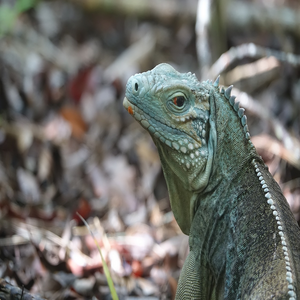 Image by jstoner22 titled ’blue iguana, grand cayman, wildlife’. Source: Pixabay