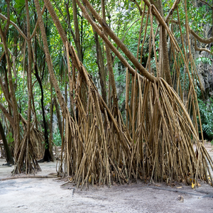 Image by pen_ash titled ’phi phi islands, phi phi lay, roots’. Source: Pixabay