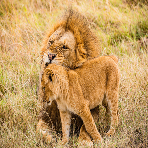 Image by antonytrivet titled ’lions, wild animals, wilderness’. Source: Pixabay