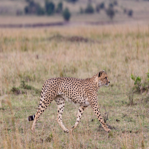 Image by antonytrivet titled ’cheetah, animal, wildlife’. Source: Pixabay