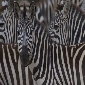 Image by 7523944 titled ’zebras, animals, kenya’. Source: Pixabay