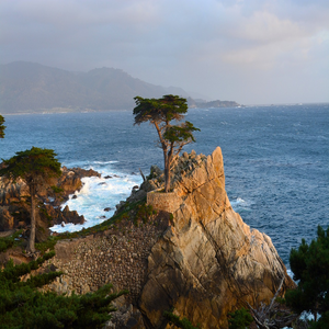 Image by sarahtipton79 titled ’lone, cypress, monterey’. Source: Pixabay