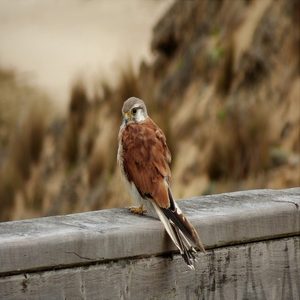 Image by Meatle titled ’falcon, hobby, bird’. Source: Pixabay