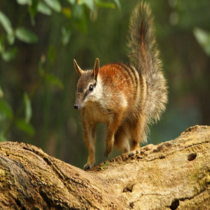 Image by Seashalia titled ’animal, numbat, mammal’. Source: Pixabay