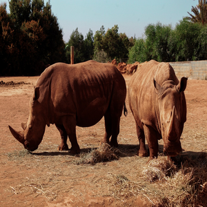 Image by Tarazal titled ’zoo, rabat, morocco’. Source: Pixabay