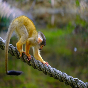 Image by the_iop titled ’monkey, ape, rope’. Source: Pixabay