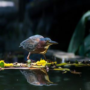 Image by gerson_rodriguez titled ’el salvador, garza green, birds’. Source: Pixabay