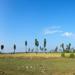 Image by kolibri5 titled ’rice fields, cambodia, asia’. Source: Pixabay