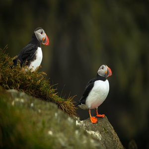 Image by winluk titled ’puffins, birds, animal’. Source: Pixabay