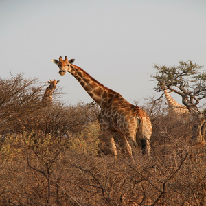 Image by Daniele_K titled ’giraffes, herd, safari’. Source: Pixabay