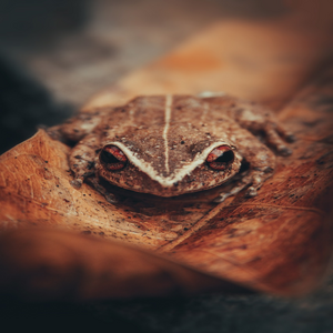 Image by Lenzatic titled ’frog, coqui, boricua’. Source: Pixabay