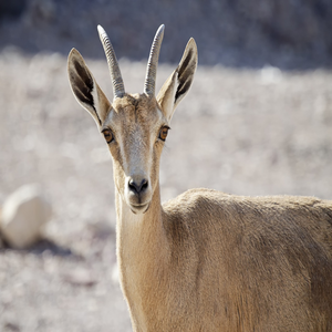 Image by jdblack titled ’nubian ibex, young, desert’. Source: Pixabay